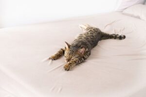 夏バテでグダグダのベンガル猫