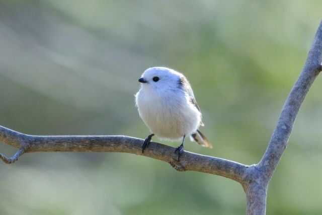 シマエナガ写真館（画像と情報）雪の妖精と呼ばれる小鳥の愛らしいショットを集めました
